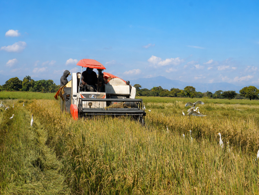 Moissonneuse-batteuse récoltant le riz dans une rizière dorée entourée d'aigrettes blanches